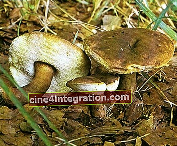 Champignon châtaignier (Gyroporus castaneus)