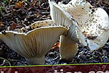 Podgruzdok blanc (Russula delica)