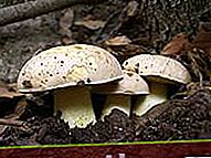 Boletus impolitus di funghi semibianchi