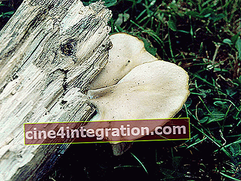 Funghi di ostrica