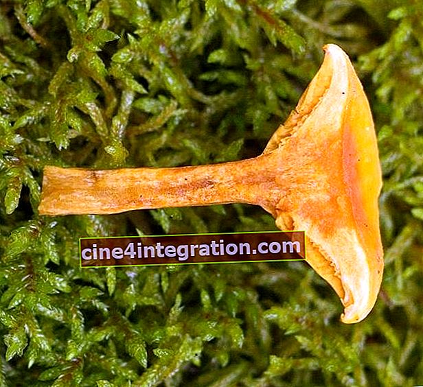 Parleur orange - Hygrophoropsis aurantiaca