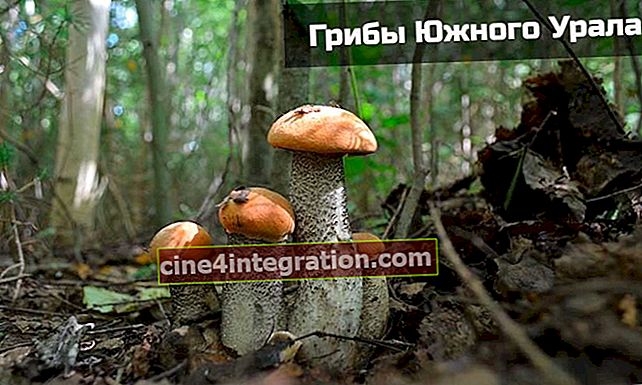 funghi degli Urali meridionali