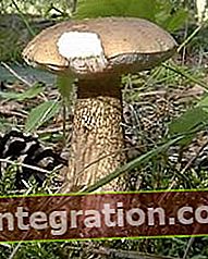 Valse witte paddenstoel