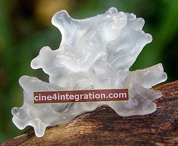 Fungo di ghiaccio (Tremella fuciformis)