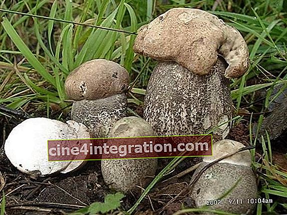 Funghi porcini (Leccinum duriusculum)