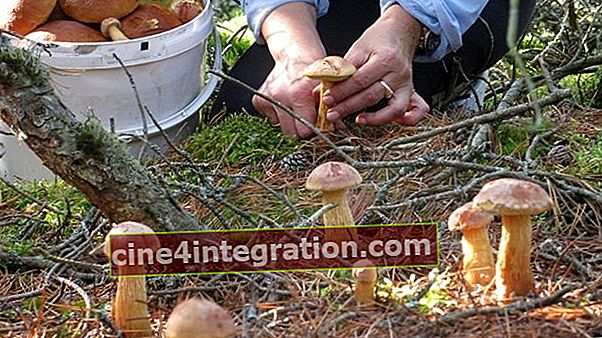 Funghi porcini dorati