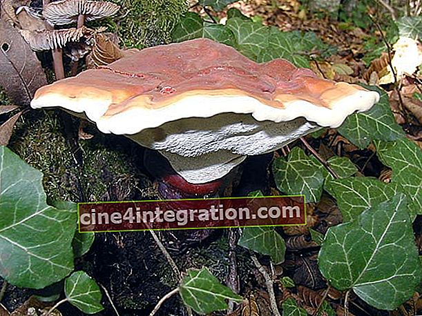 Gelakte Polypore (Reishi Mushroom)