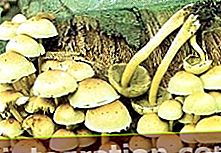 Falsa schiuma giallo-zolfo (Hypholoma fasciculare)