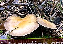 Champignon gris du miel lamellaire (Hypholoma capnoides)