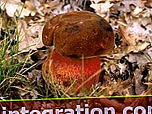Chêne moucheté (Neoboletus erythropus)