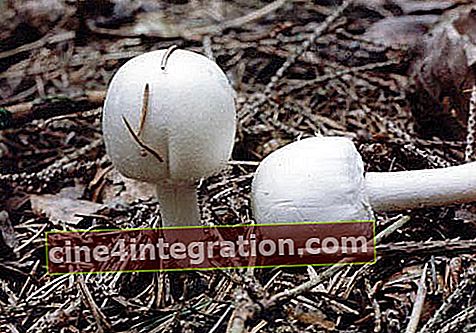 Kozakken champignon