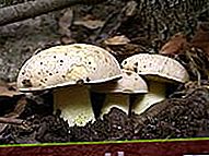 Champignon semi-blanc (Hemileccinum impolitum)