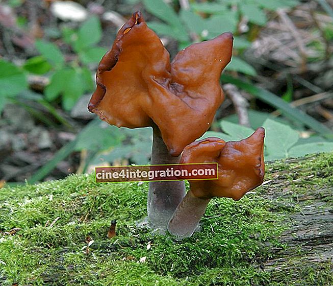 Coutures d'automne (Gyromitra infula)