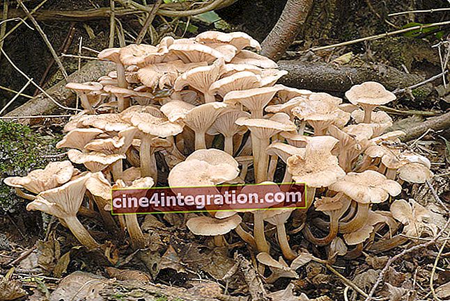 Fungo essiccante (Armillaria tabescens)