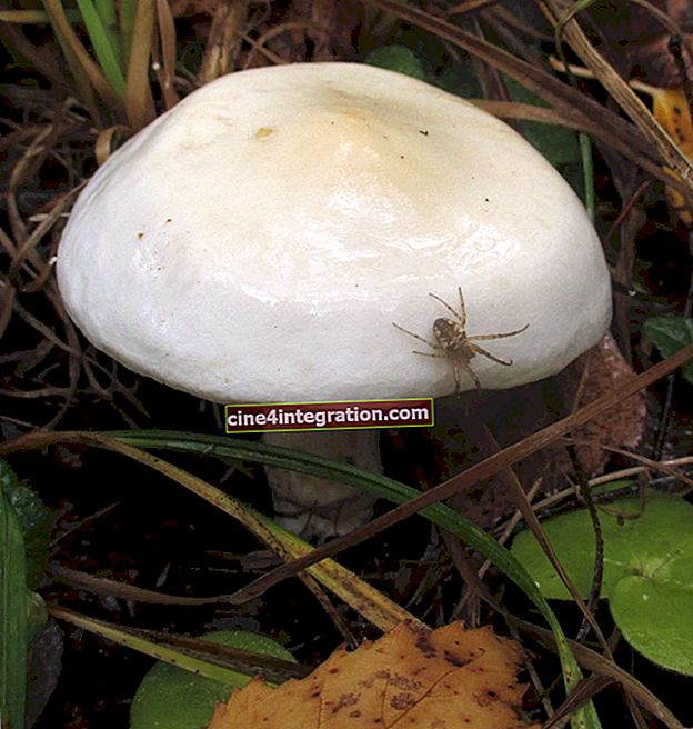 Canottaggio lamellare - Tricholoma stiparophyllum