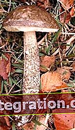 Boletus rosado (Leccinum oxydabile)