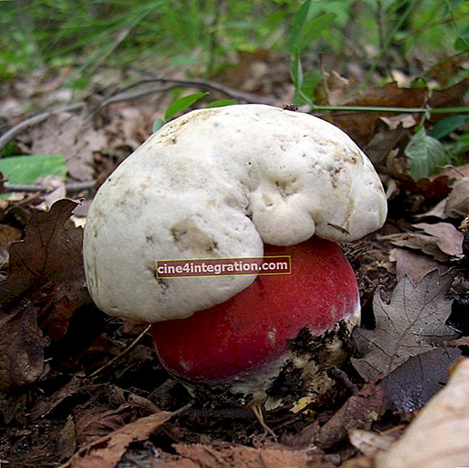 Satanische paddenstoel