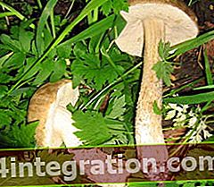 Funghi porcini (Leccinum chioeum)