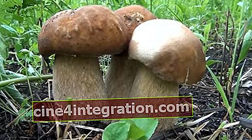 Video: fungo bianco
