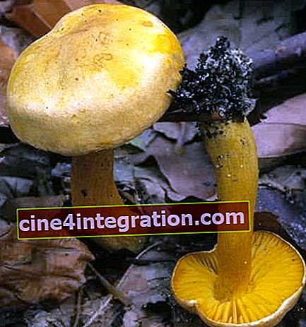 Rangée jaune soufre (Tricholoma sulphureum)