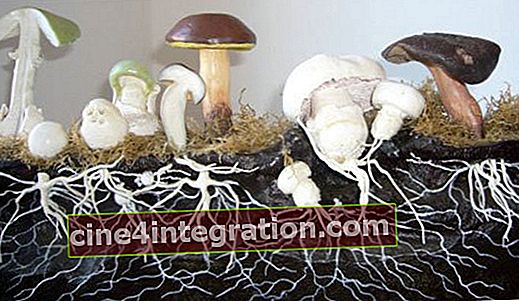 Mycélium de champignon