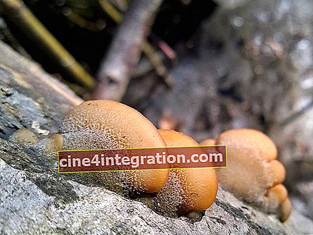 오렌지 굴 버섯 (Phyllotopsis nidulans)