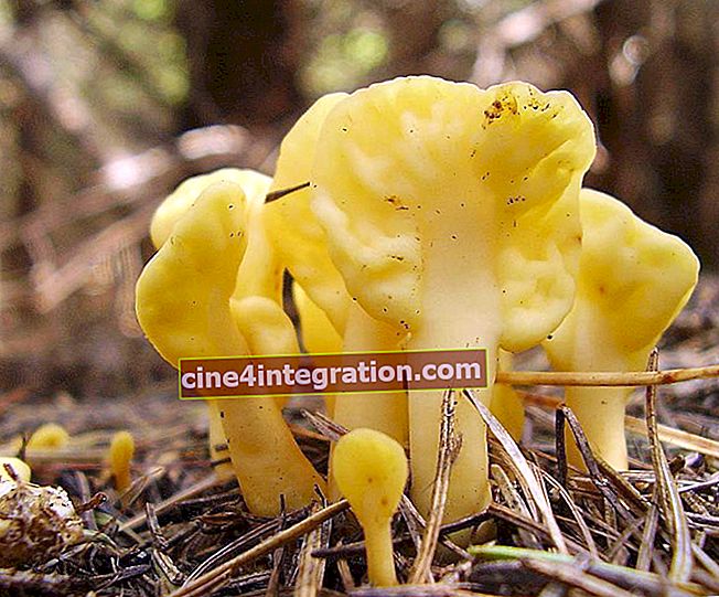 Spatola per funghi (Spathularia flavida)