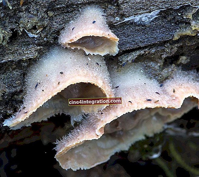 Merulius tremante - Phlebia tremellosa