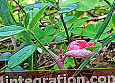 Lingonberry exobasidium