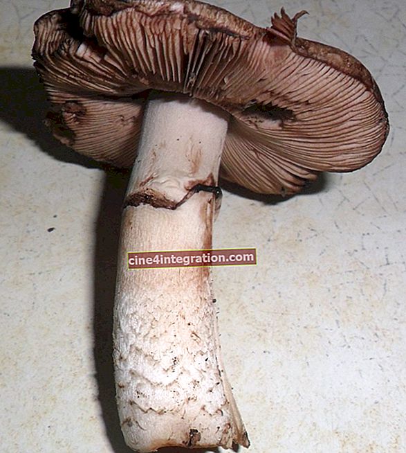 Fungo di bosco - Agaricus sylvaticus