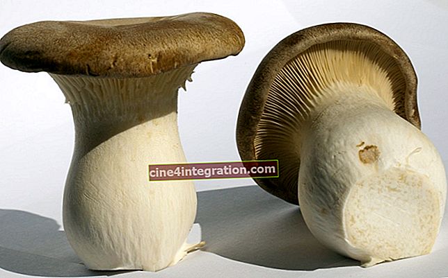 Funghi ostrica Pleurotus eryngii